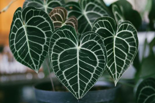 Anthurium Eleganza Tropicale: Manuale per una Cura Perfetta