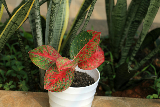Aglaonema: La Pianta delle Meraviglie Verdi