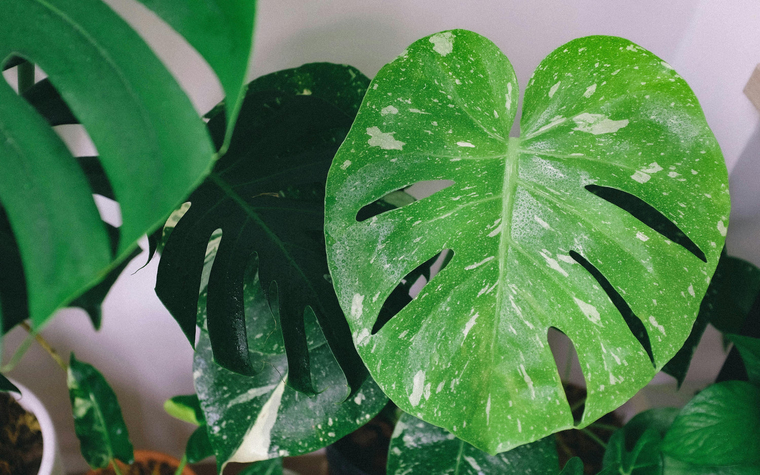 Monstera