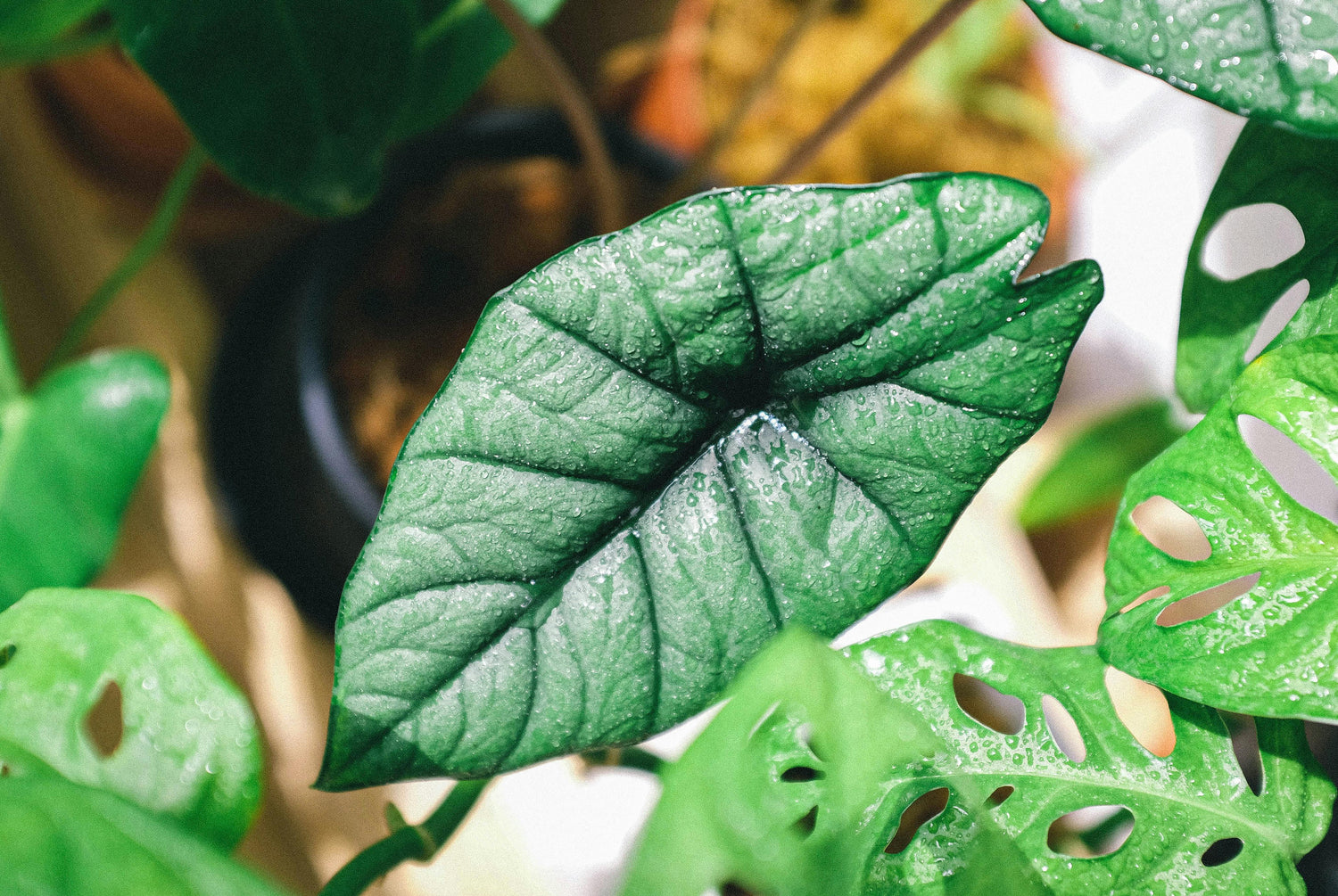 Alocasia