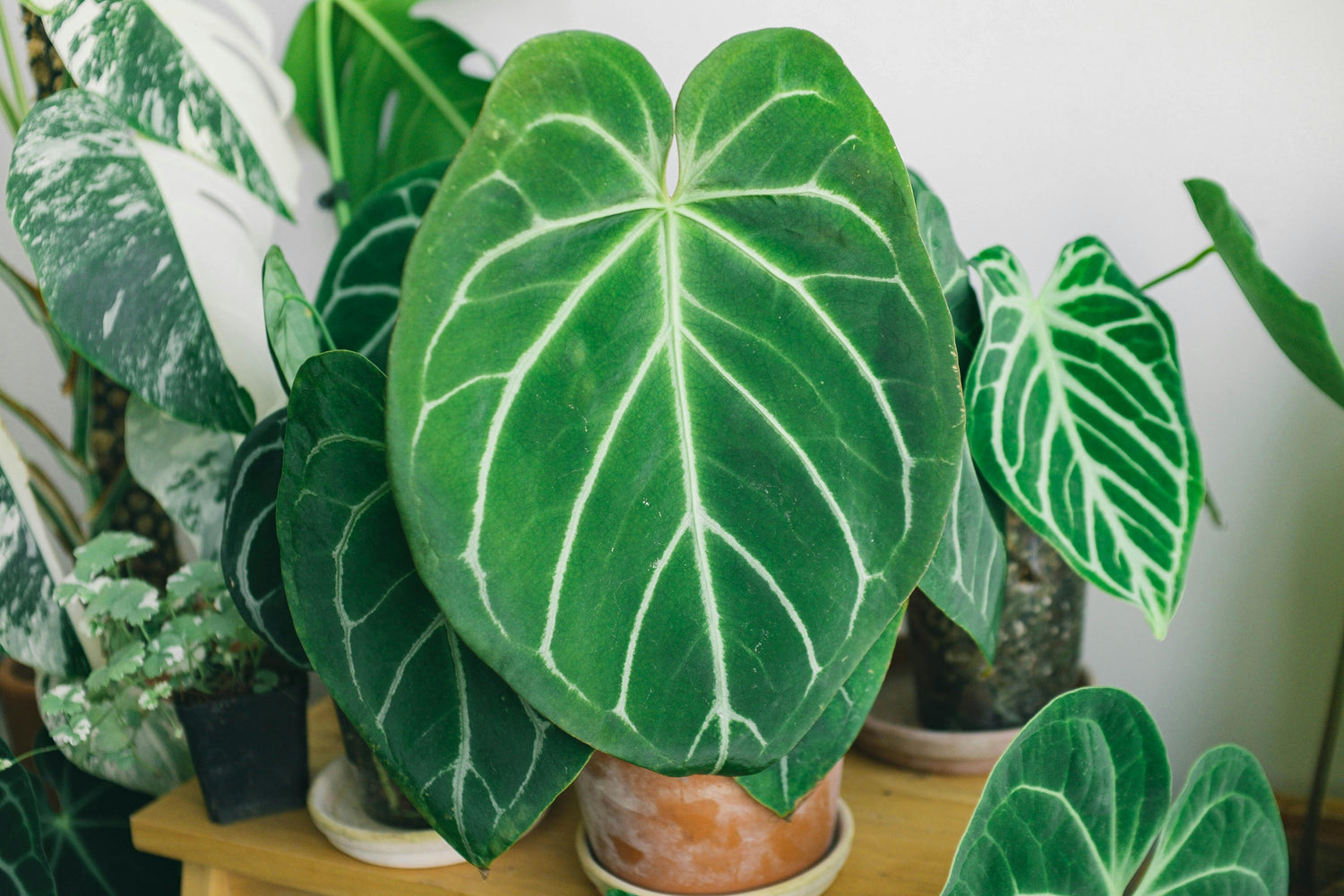 Anthurium