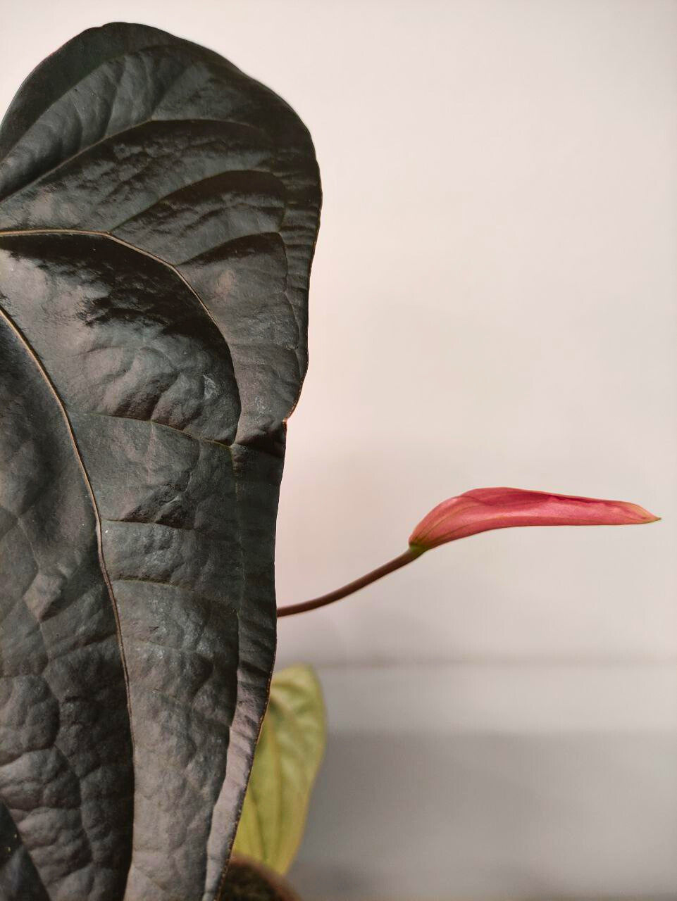 Anthurium Queen of Heart: Foglie a Cuore Rosse per un Tocco di Eleganza Unica