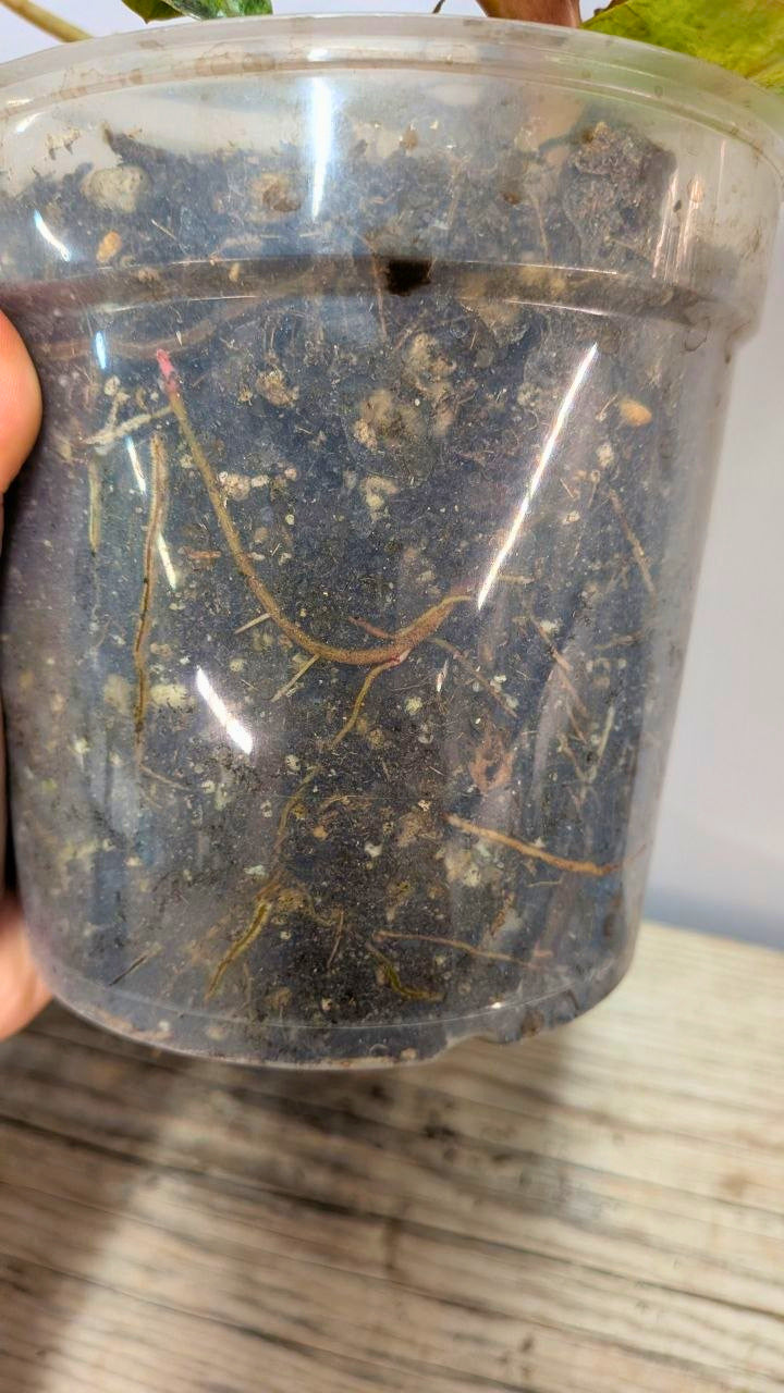Philodendron Orange Marmalade 1 - Adozione Speciale
