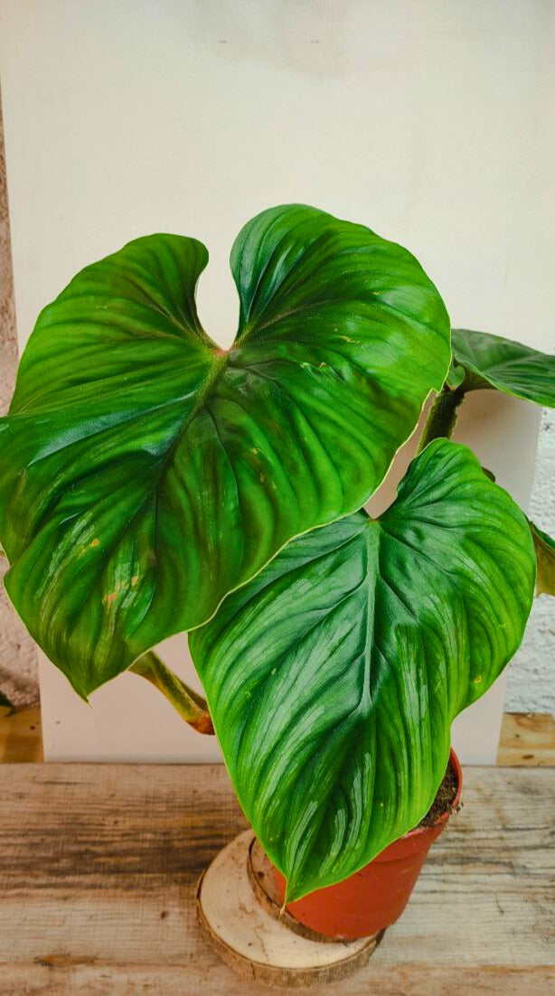 Philodendron Plowmanii – Foglie scolpite e crescita orizzontale