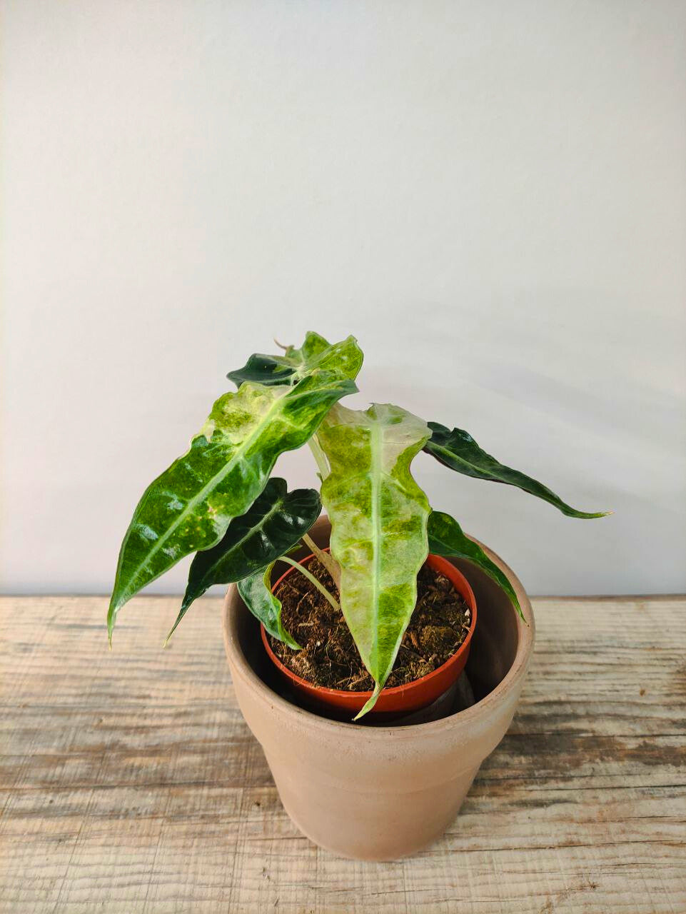 Alocasia Amazonica Polly Variegata Aurea, compatta e scenografica