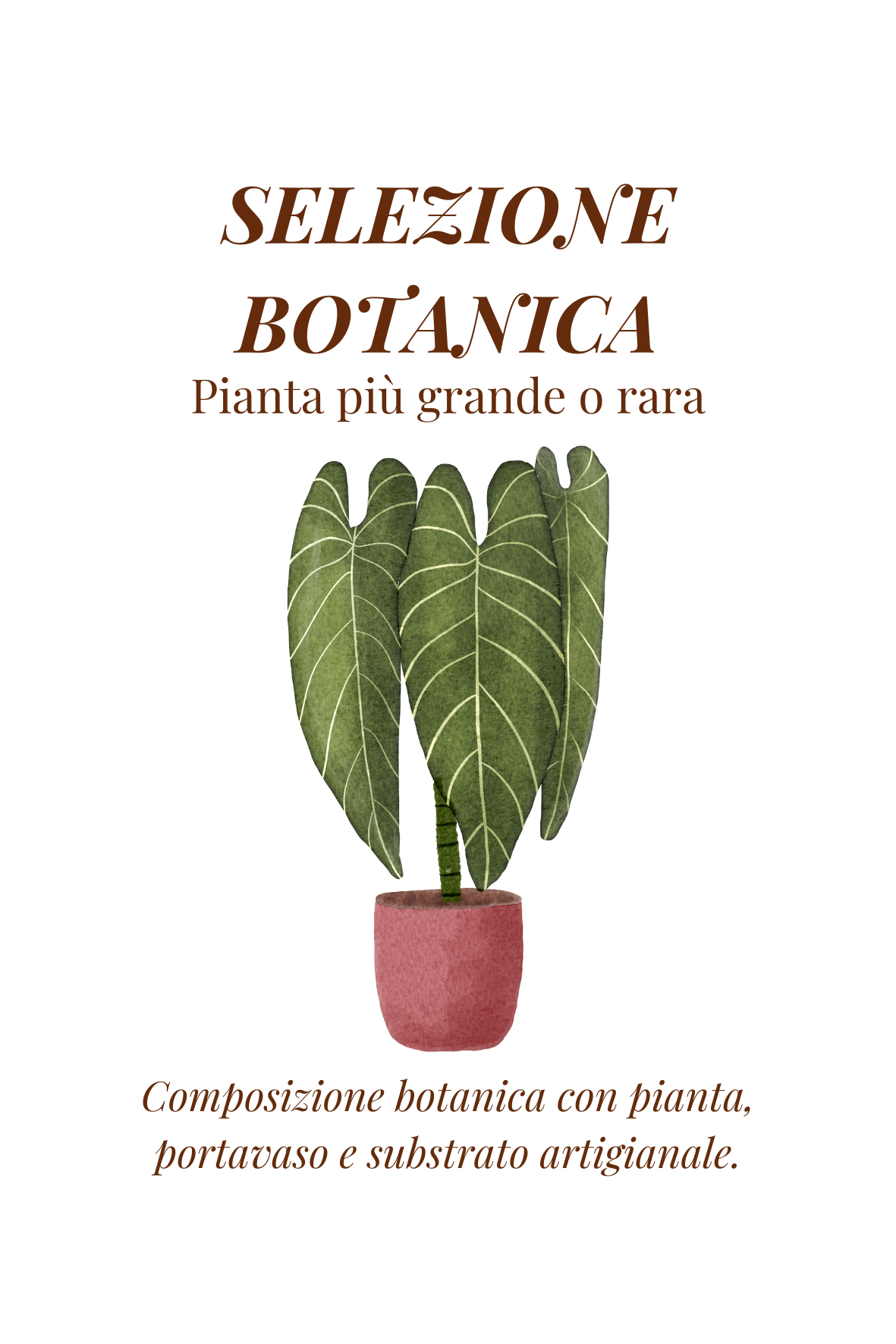 Selezione Botanica | Pianta Araceae grande o rara