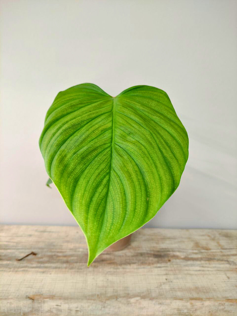 Philodendron El Choco Red – pianta dallo Stile Esuberante