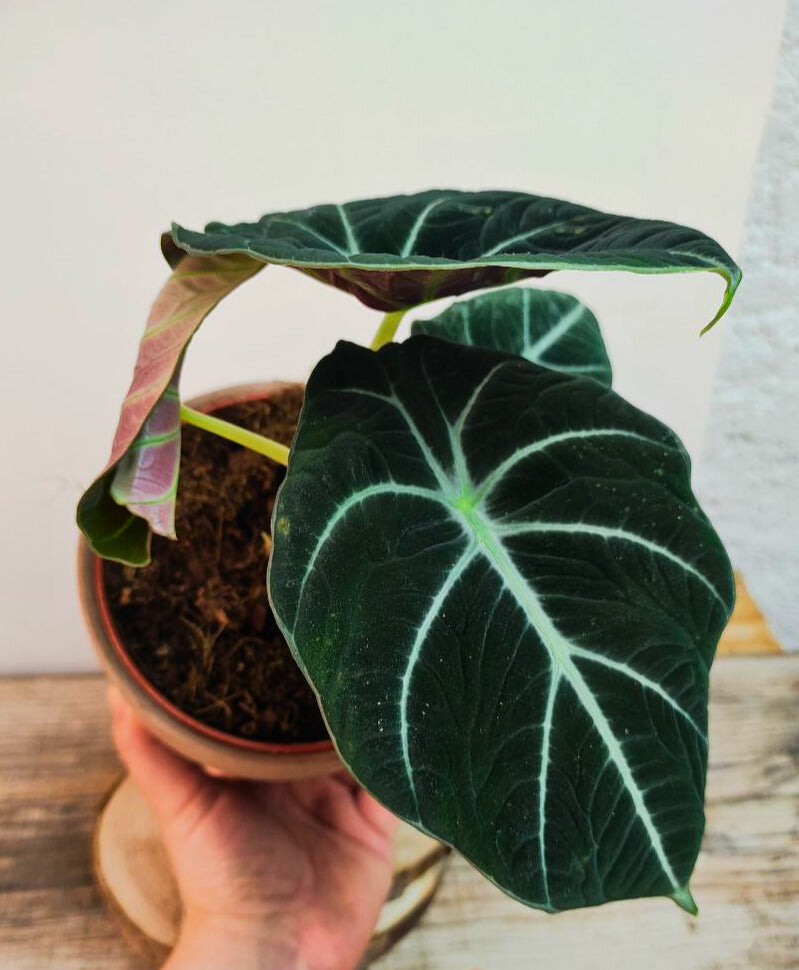 Alocasia Black Velvet – Eleganza tropicale in formato compatto