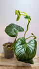 Philodendron cf Rugosum 2 - Adozione Speciale