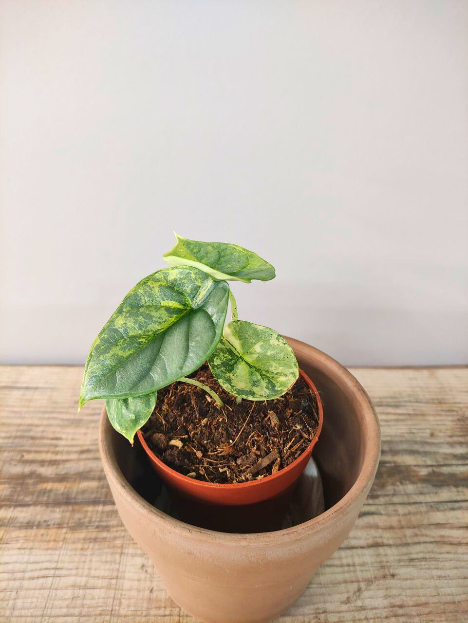 Alocasia Baginda 'Silver Dragon Variegata: argento, venature e pura meraviglia
