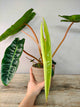Philodendron Billietiae – Foglie Allungate Piccioli Arancio | Aracearium