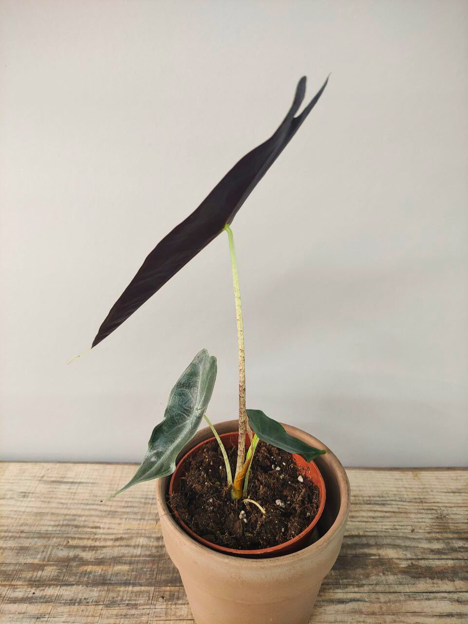 Alocasia Longiloba Purple – Eleganza tropicale dalle foglie violacee