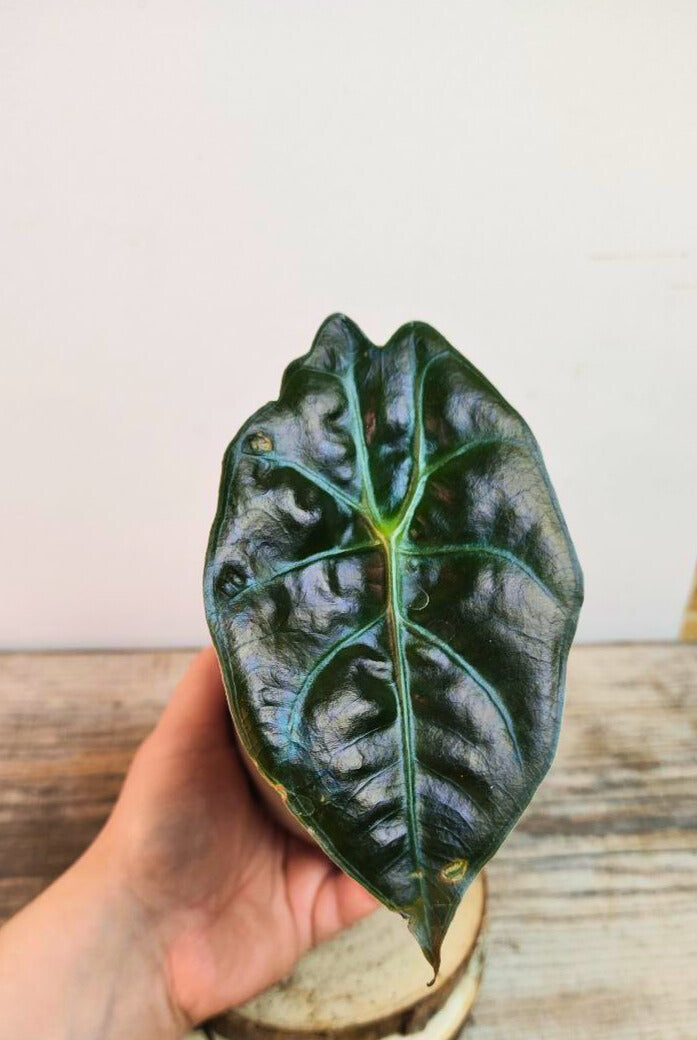 Alocasia Red Petiole – Contrasti forti per un look tropicale deciso