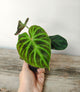 Philodendron Verrucosum – Pianta Esotica Raffinata | Aracearium