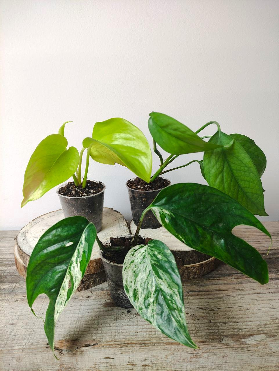 Tris di Epipremnum