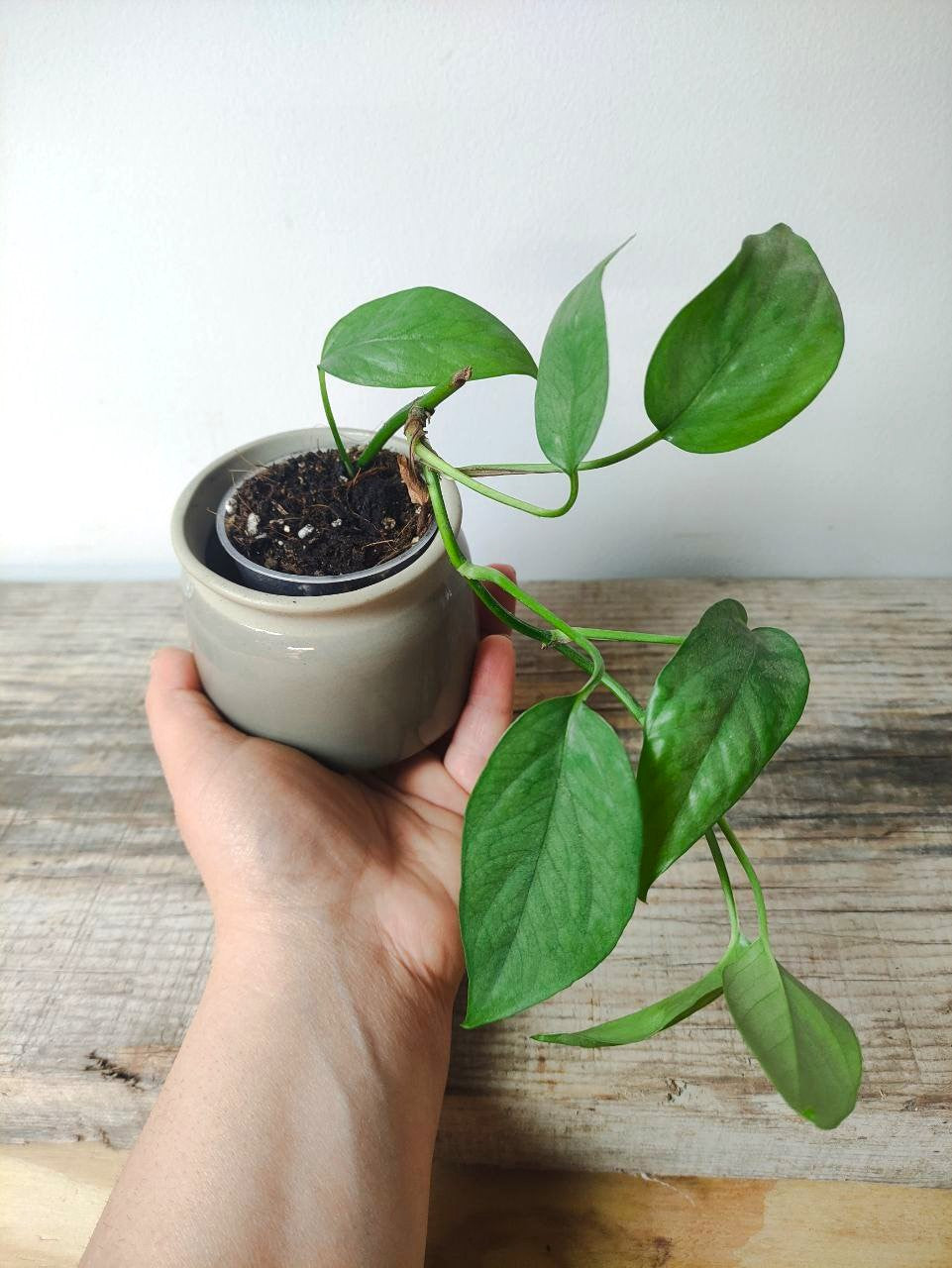 Epipremnum Cebu Blue – Baby Plant Esotica e Affascinante