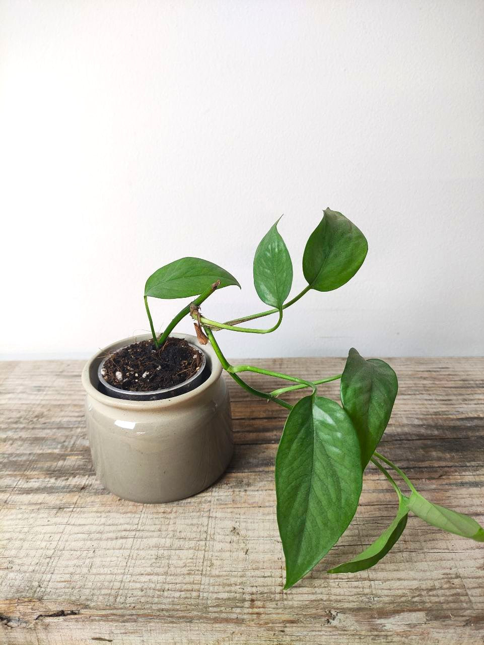 Epipremnum Cebu Blue – Baby Plant Esotica e Affascinante
