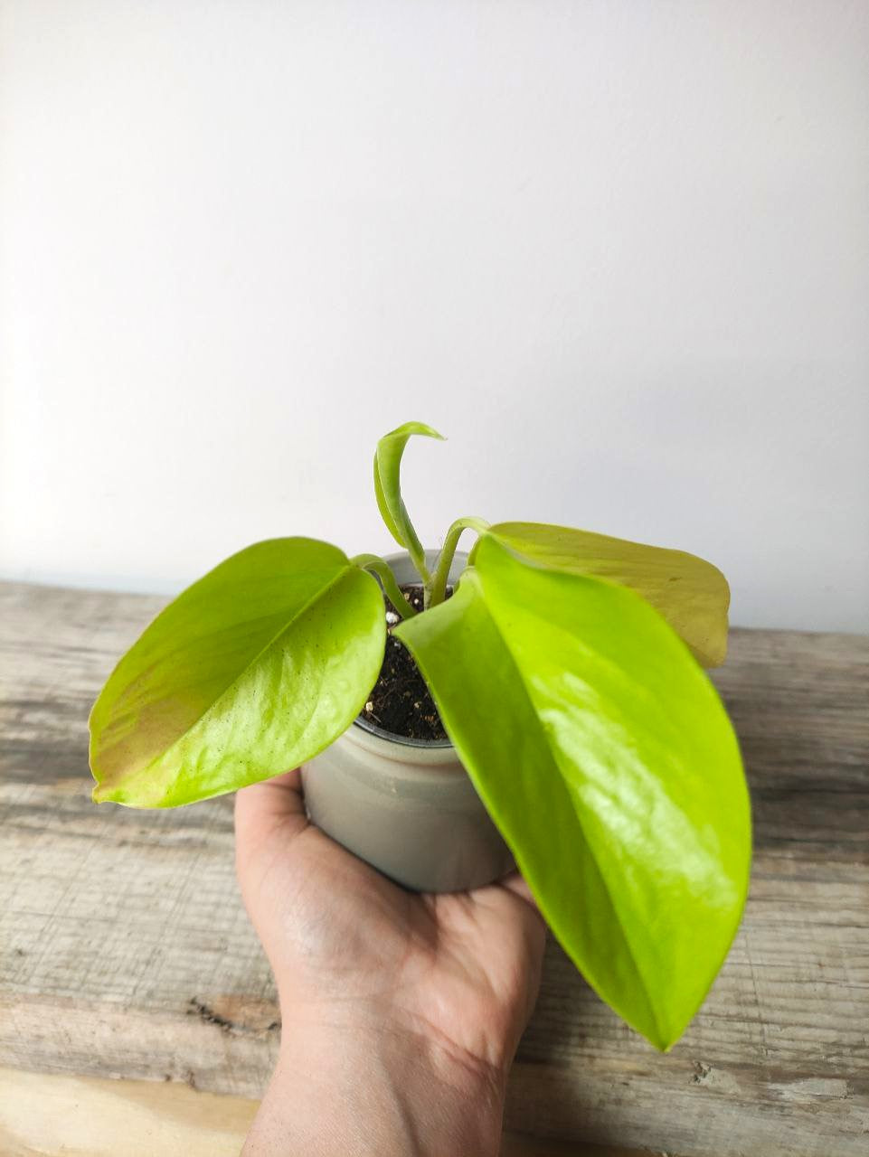 Epipremnum Neon – Baby Plant Vivace e Luminoso