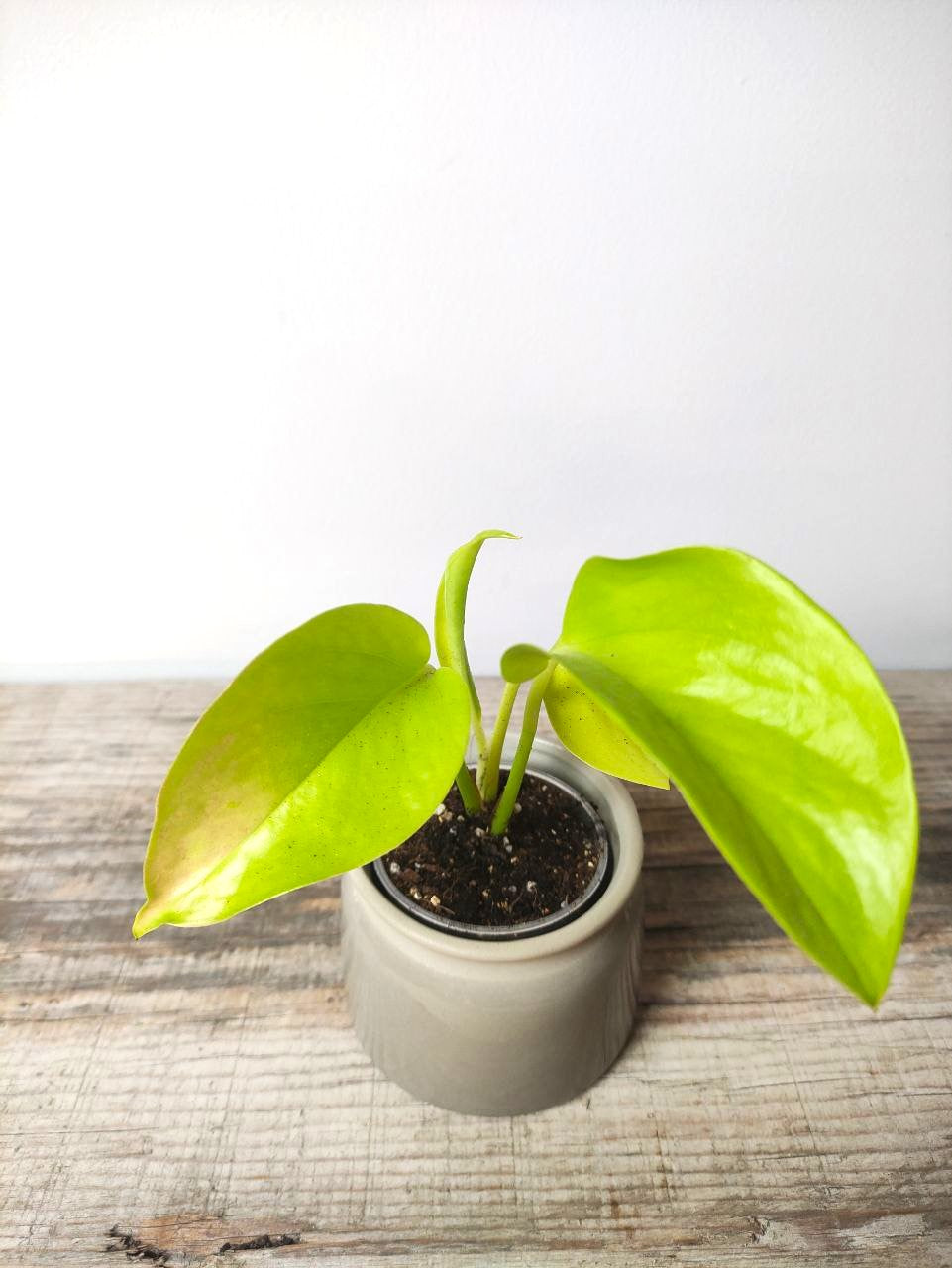 Epipremnum Neon – Baby Plant Vivace e Luminoso