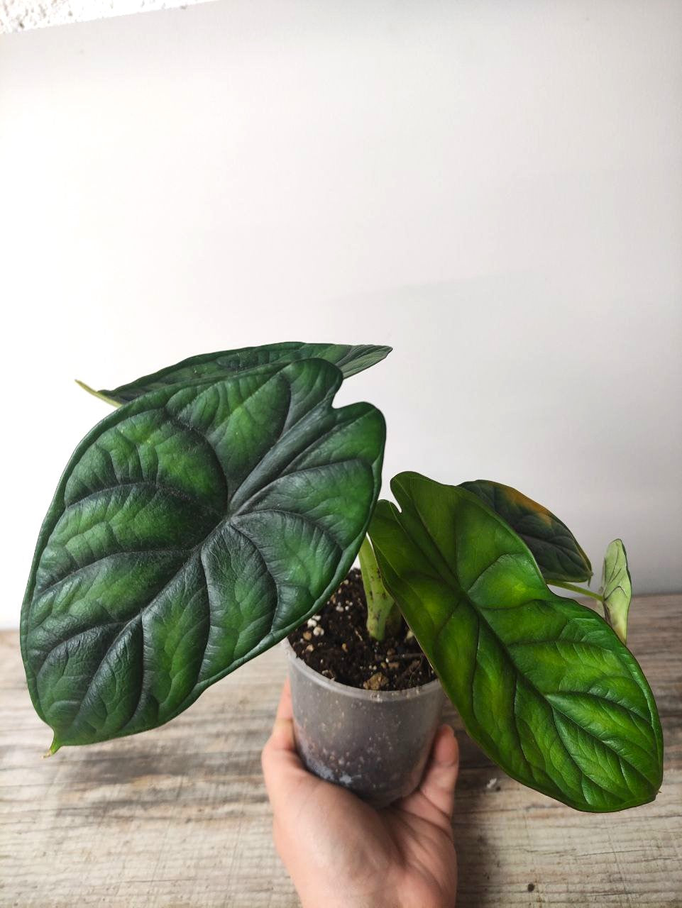Alocasia Green Dragon – Baby Plant Elegante e Selvaggia