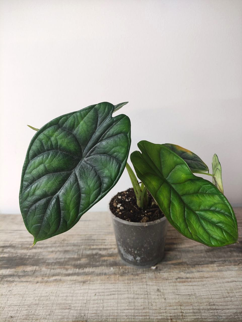 Alocasia Green Dragon – Baby Plant Elegante e Selvaggia
