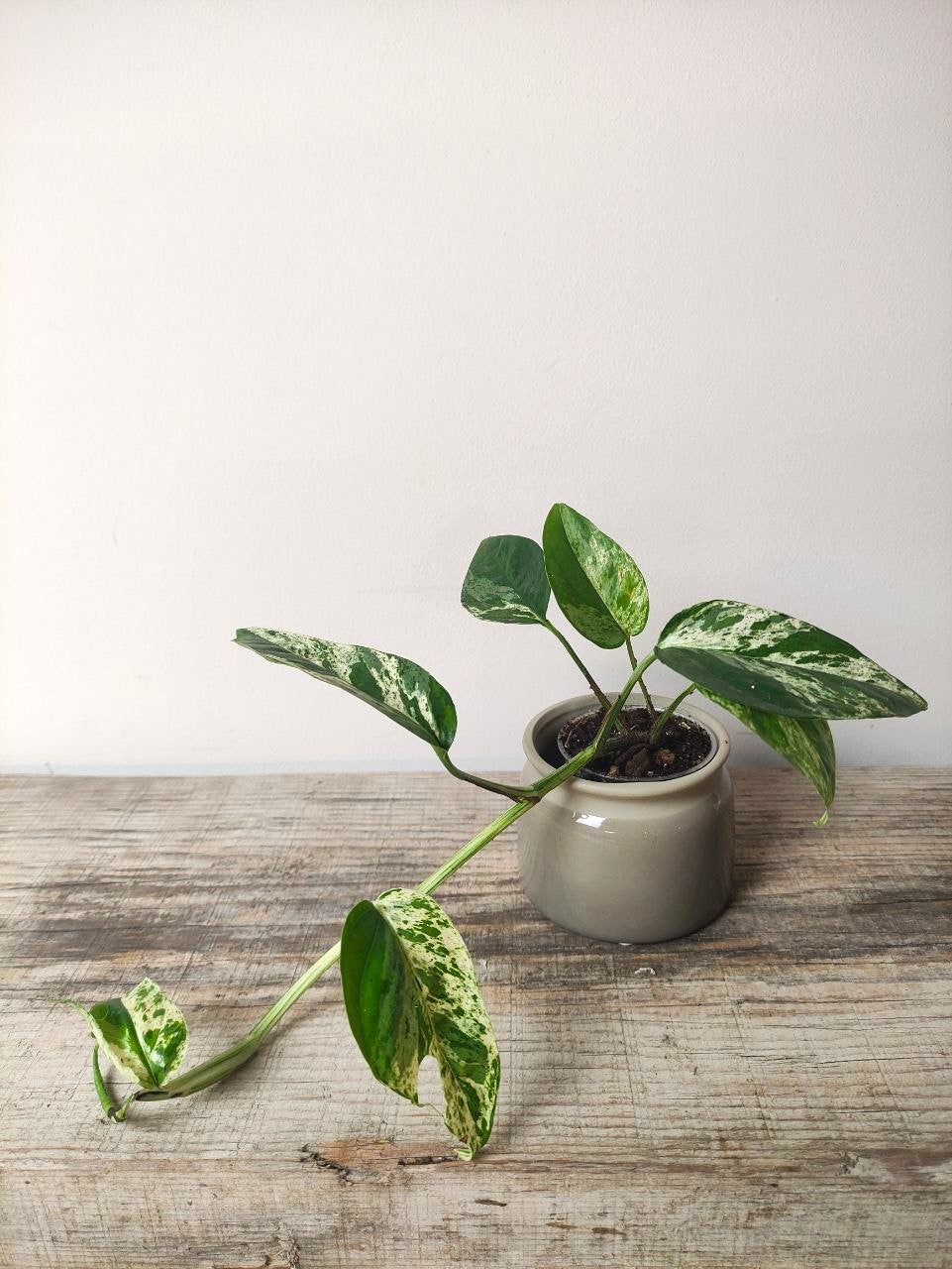 Epipremnum Marble King – Baby Plant Raffinata e Variegata