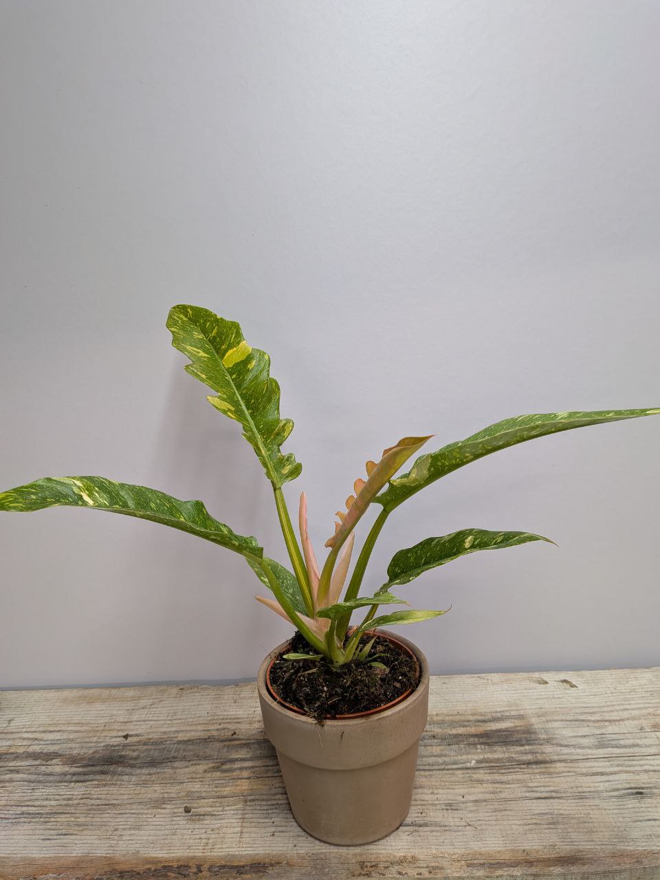 Philodendron Ring of Fire – Variegatura Unica Spettacolare | Aracearium
