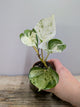 Epipremnum Manjula – Variegature Bianche e Crema Ipnotiche