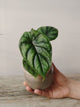Alocasia Dragon Scale – Elegante e Selvaggia | Aracearium