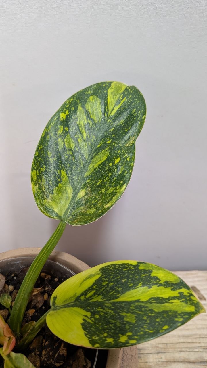 Philodendron Green Congo – Foglie ampie e carattere deciso