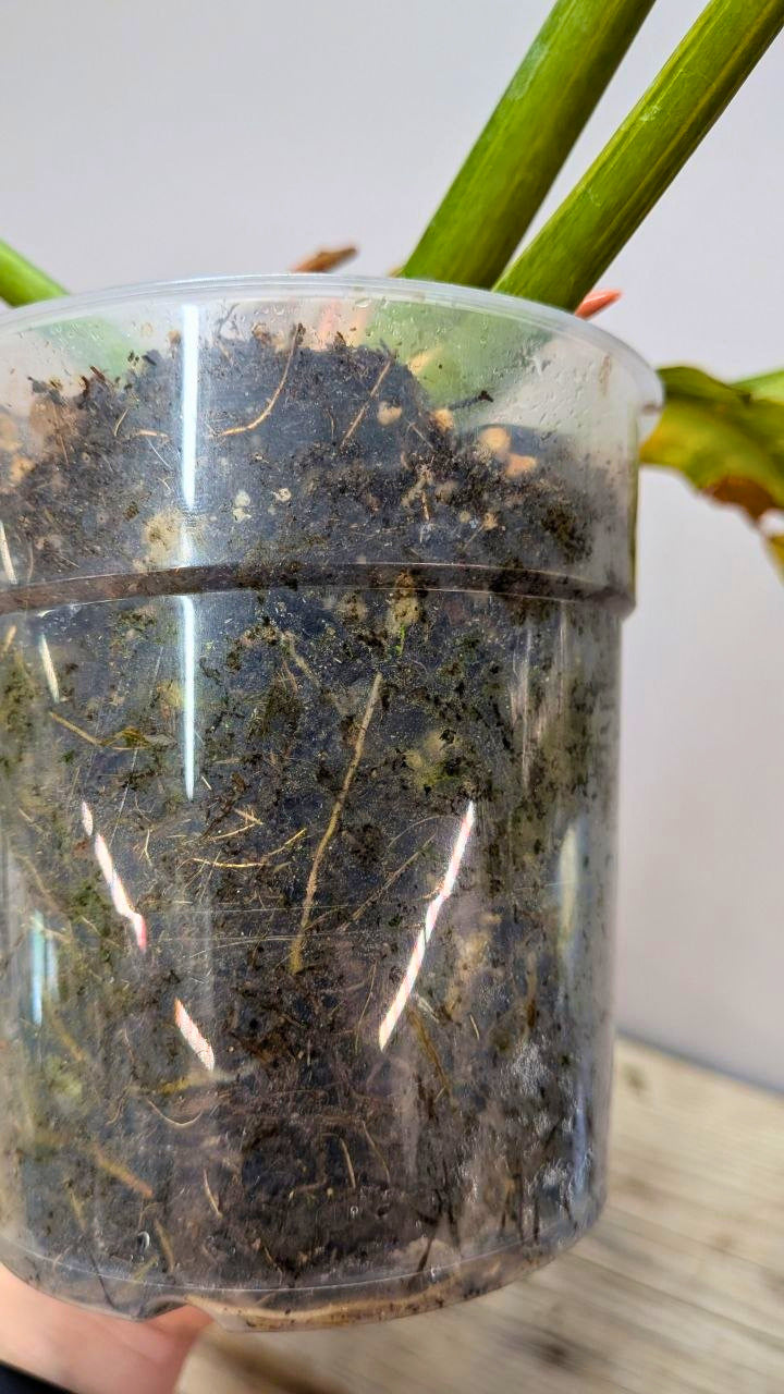 Philodendron Ring of Fire 1 - Adozione Speciale