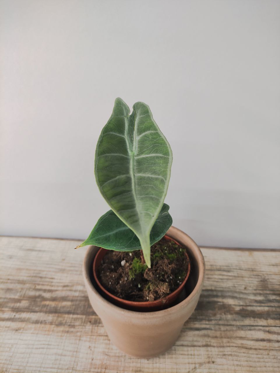 Alocasia longiloba ‘Silver’ – Eleganza tropicale in casa