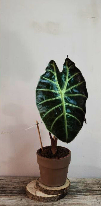 Alocasia Red Petiole – Contrasti forti per un look tropicale deciso