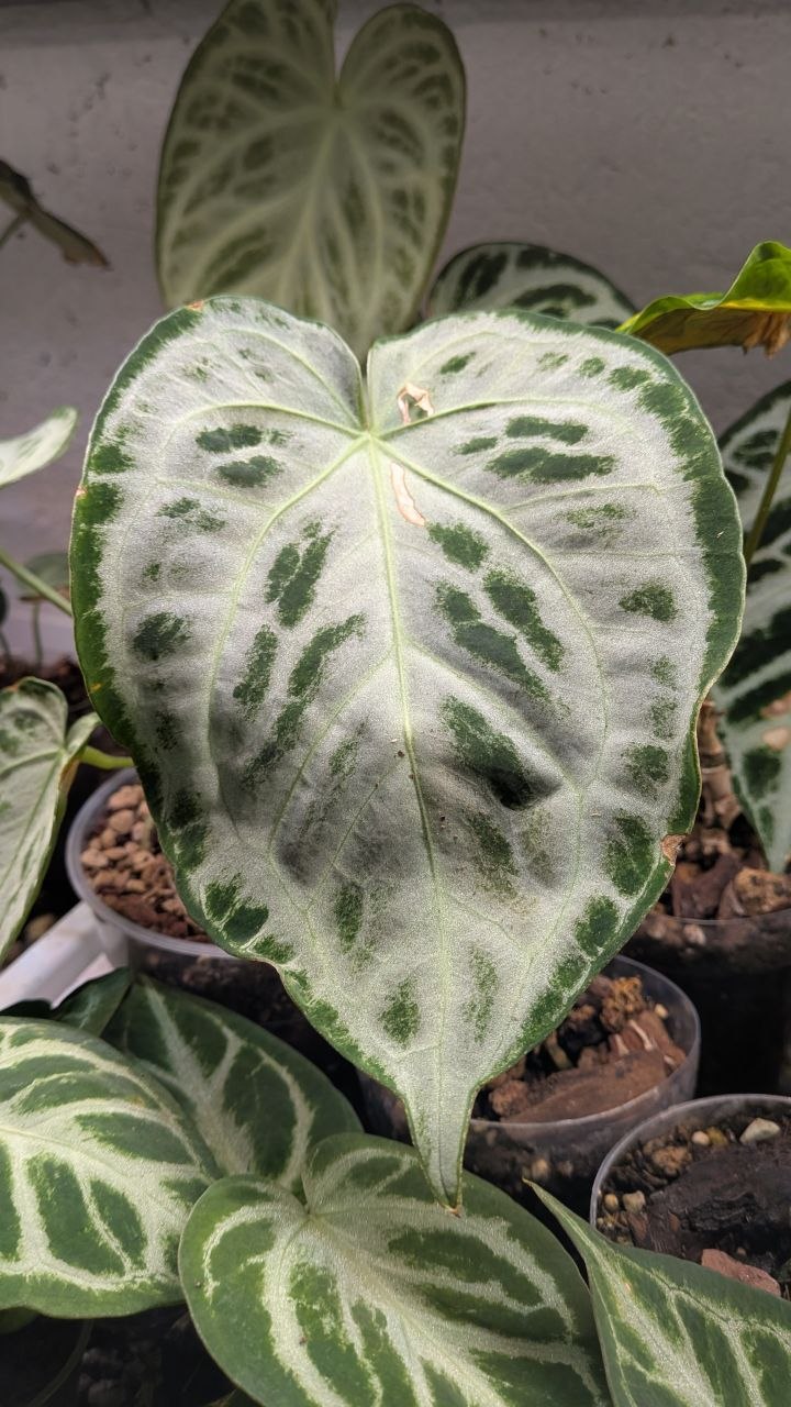 Anthurium Crystallinum Silver Blush – Eleganza Argentea | Aracearium