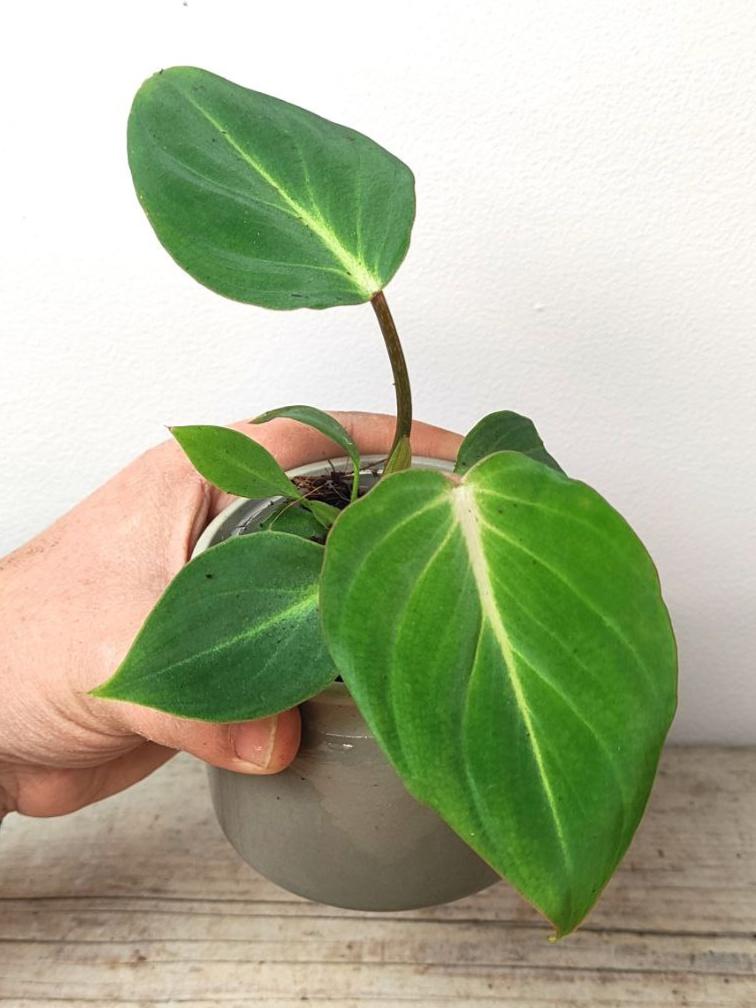 Philodendron Gloriosum – Baby Plant dalla Bellezza Imponente