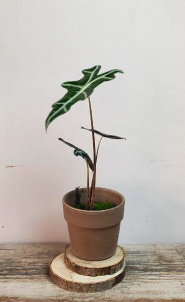 Alocasia Nobilis – Raffinata e tropicale con foglie ondulate