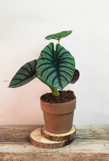 Alocasia Nebula – Bellezza Lunare Rara da Collezione | Aracearium