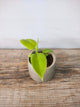 Philodendron Golden Violin – Foglie Dorate Sagomate | Aracearium