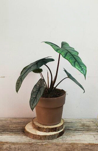 Alocasia Heterophylla Metallic Blue – Foglie affusolate e riflessi unici