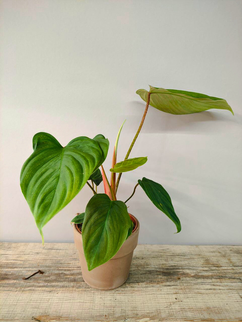 Philodendron El Choco Red – pianta dallo Stile Esuberante