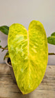 Philodendron Orange Marmalade 1 - Adozione Speciale