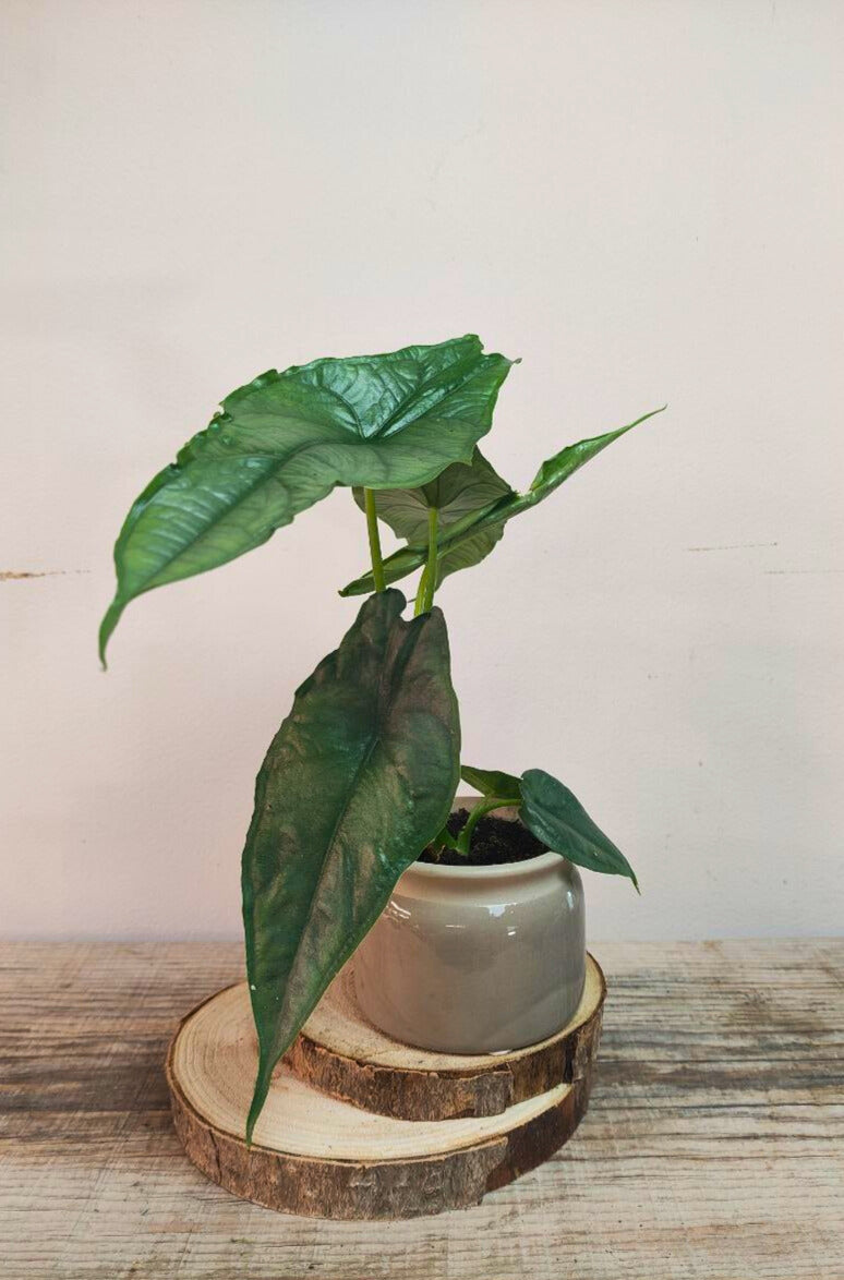 Alocasia Heterophylla Dragon’s Breath: eleganza rara dal fogliame scultoreo