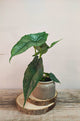 Alocasia Dragon's Breath – Eleganza Rara Scultorea | Aracearium