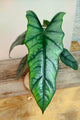 Alocasia Metallic Blue – Foglie Affusolate Riflessi | Aracearium