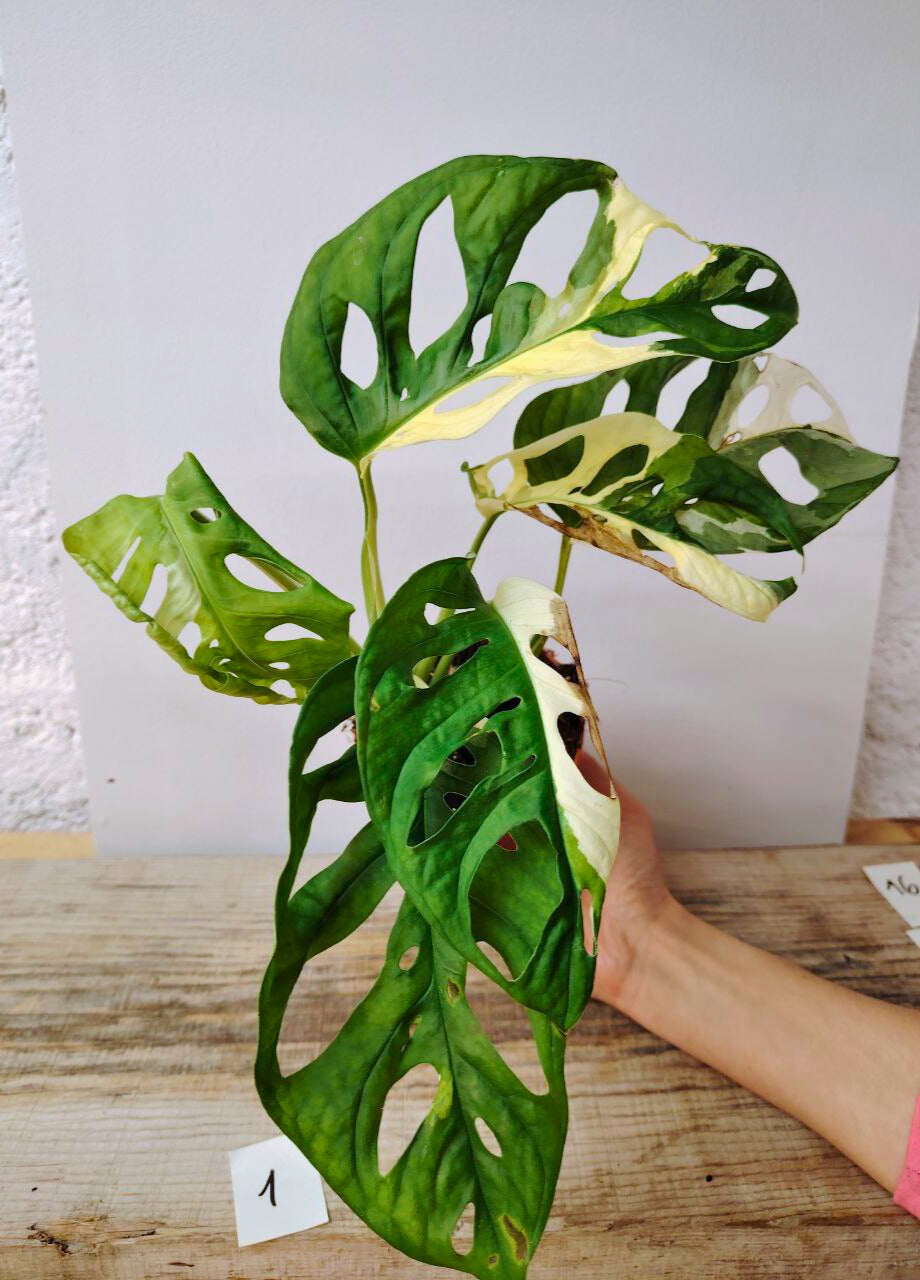 Monstera Adansonii Variegata – Foglie traforate e variegature da sogno