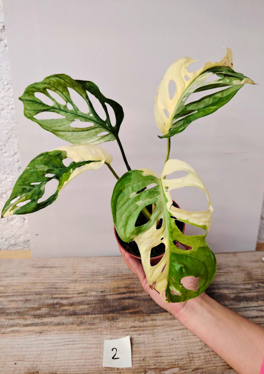 Monstera Adansonii Variegata – Foglie traforate e variegature da sogno
