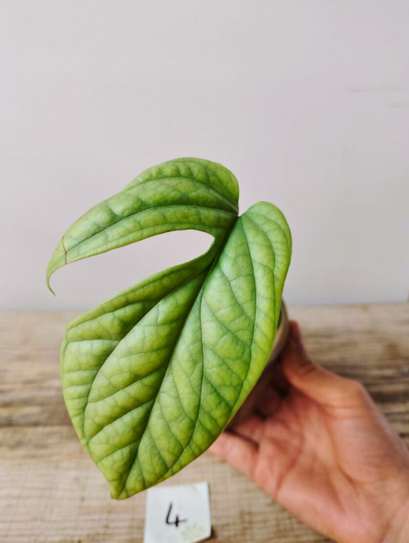 Amydrium Silver – Baby Plant dal Fogliame Argenteo