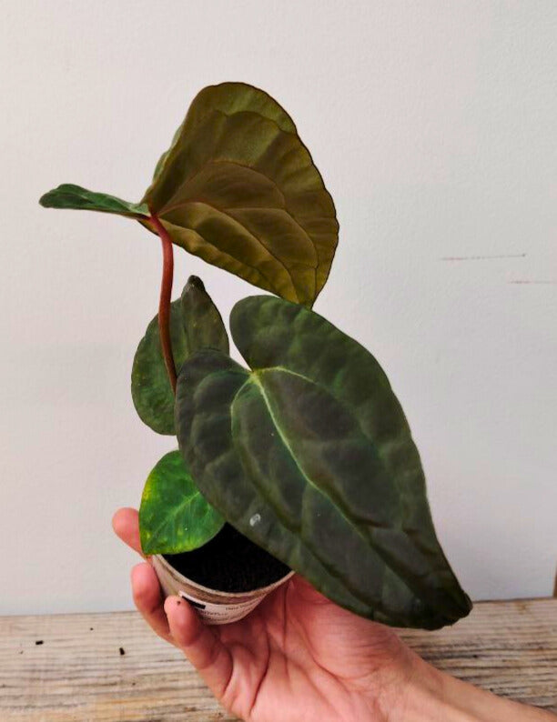 Anthurium Ace of Spades x Papillilaminum: L’Ibrido delle Meraviglie, Scuro e Affascinante