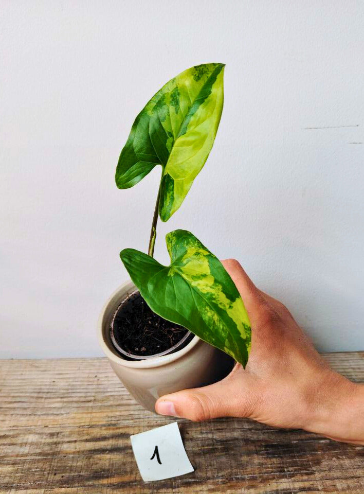 Syngonium Aurea – Variegature oro per una luce tropicale in casa