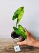 Syngonium Aurea – Variegature Oro Tropicali | Aracearium